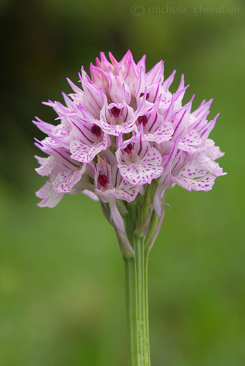 varie orchidee da determinare,qualcuno mi aiuta?